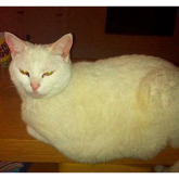 Have you seen Moo Moo the Cat – it went missing in Epsom just as owner moved abroad.