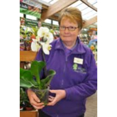 Free orchid experts ahead  of Mothering Sunday