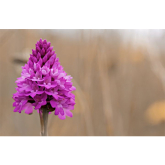 Five fascinating facts about . . . pyramidal orchids | Sussex Wildlife Trust