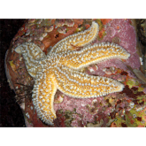 Five Fascinating Facts about … common starfish | Sussex Wildlife Trust
