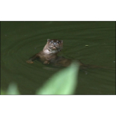 Have you ever met an otter in the city?