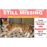 Have you seen Frankie – cat missing in Ewell @animalsearchuk @epsomewellbeat