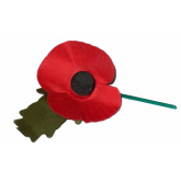 Remembrance Sunday; Telford wear your poppy with pride