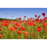 Turn Beacon Park into a field of poppies!