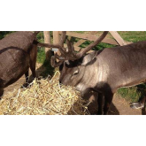 Meet ‘Jingle and Bell’ – the reindeers coming to a Charlton Kings Christmas!