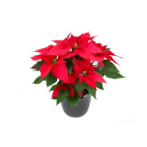 Celebrate Poinsettia Day by visiting Westwells Florist, Bolton 