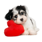 Show your love for your pets during National Pet Month 2014