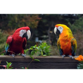 Parrot Rescue - Can you help?