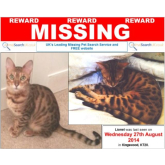 Lost Cat in Kingswood – can you help? #lostcat