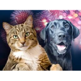 Looking After Your Pets on Guy Fawkes Night!