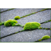 Cleaning Moss Of Garden Paths With The Help Of Power Washing North West