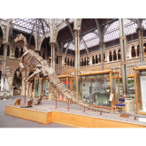 Top 5 Oxford Museums