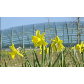 St David’s Day 2015 events