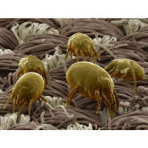 TIP 3  From Farthings -Caring for your bedding- get rid of Bed Mites