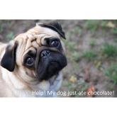 What should I do if my dog eats chocolate this Festive Period?