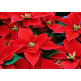 Caring for your Christmas Poinsettia