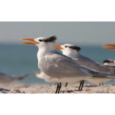 Media Release – Nesting Terns Around Northern Beaches