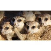 The meerkats attraction in Wicksteed Park Kettering will be open for day of EU referendum.