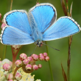 Brilliant Butterflies - find them in your Sussex backyard!