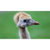 Walking tall – how to exercise your crane chicks