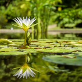 Pond plants - The solution to algae problem and beautification of your water garden