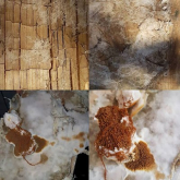 The Signs of Dry Rot