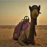 Make Your Dubai Desert Safari Memorable With These Fun Activities