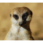 Become the meerkat of your business