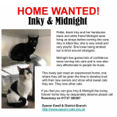 Meet Inky and Midnight looking for a home - #Epsom & Ewell Cats Protection @Epsom_CP #giveacatahome