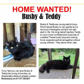 Meet Busby and Teddy looking for a home - #Epsom & Ewell Cats Protection @Epsom_CP #giveacatahome