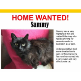 Meet Sammy looking for a home - #Epsom & Ewell Cats Protection @Epsom_CP #giveacatahome