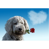 9 Ways to show your dog you love them on Valentine's Day