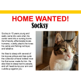 Meet Socksy looking for a home - #Epsom & Ewell Cats Protection @Epsom_CP #giveacatahome