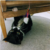 Meet Romeo - A success story for Epsom and Ewell Cats Protection @Epsom_CP #GiveACatAHome