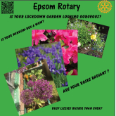 The Beautiful Gardens Of #Epsom And #Ewell - #PhotoCompetition with @EpsomRotary 