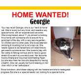 Meet Georgie looking for a home - #Epsom & Ewell Cats Protection @Epsom_CP #giveacatahome
