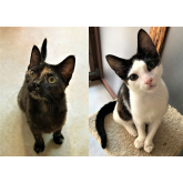 Meet Damson & Forest looking for a home - #Epsom & Ewell Cats Protection @Epsom_CP #giveacatahome