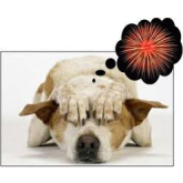 Take Care of Your Pets This Bonfire Night