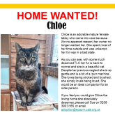 Meet Chloe looking for a home - #Epsom & Ewell Cats Protection @Epsom_CP #giveacatahome