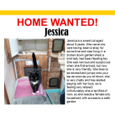 Meet Jessica looking for a home - #Epsom & Ewell Cats Protection @Epsom_CP #giveacatahome