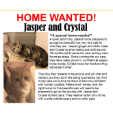 Meet Jasper & Crystal looking for a home - #Epsom & Ewell Cats Protection @Epsom_CP #giveacatahome
