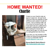 Meet Charlie looking for a home - #Epsom & Ewell Cats Protection @Epsom_CP #giveacatahome