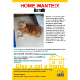 Meet BANDIT looking for a home - #Epsom & Ewell Cats Protection @Epsom_CP #giveacatahome