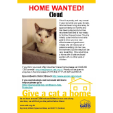 Meet CLOUD looking for a home - #Epsom & Ewell Cats Protection @Epsom_CP #giveacatahome