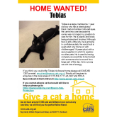 Meet TOBIAS looking for a home - #Epsom & Ewell Cats Protection @Epsom_CP #giveacatahome