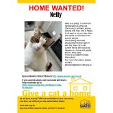 Meet NELLY looking for a home - #Epsom & Ewell Cats Protection @Epsom_CP #giveacatahome