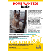 Meet FRANKIE looking for a home - #Epsom & Ewell Cats Protection @CatsProtection #giveacatahome