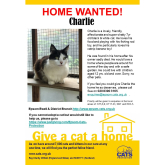 Meet CHARLIE looking for a home - #Epsom & Ewell Cats Protection @CatsProtection #giveacatahome