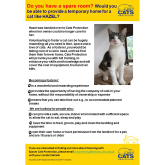 Meet HAZEL looking for a home could you #FosterACat - #Epsom & Ewell Cats Protection @CatsProtection #giveacatahome