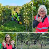 Experience the Sussex Vineyard Harvest: Grape Pickers Wanted!